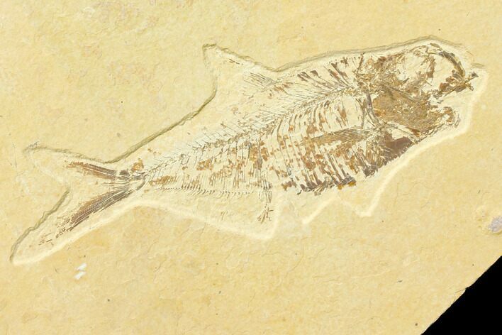 Bargain 7.5" Fossil Fish (Diplomystus) - Green River Formation